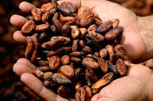 Cacao: i benefici per chi pratica sport